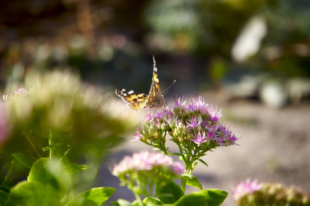 Красивая цветная бабочка Раскрашенная леди, Ванесса Кардуи, Синти
 - Фото, изображение