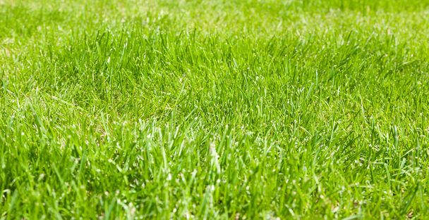 groen gras achtergrond in het voorjaar van - Foto, afbeelding