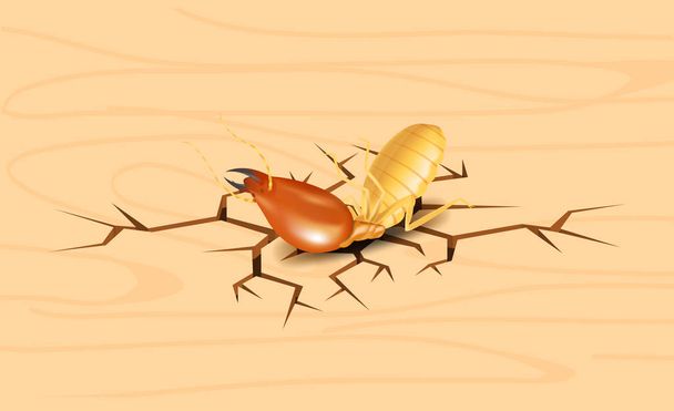 termite, dead termites on crack wood background, dead termite on wood texture with destruction and damage concept, termites over cracks in wooden wall surface, termite on the cracked wood  hole - Vector, Image