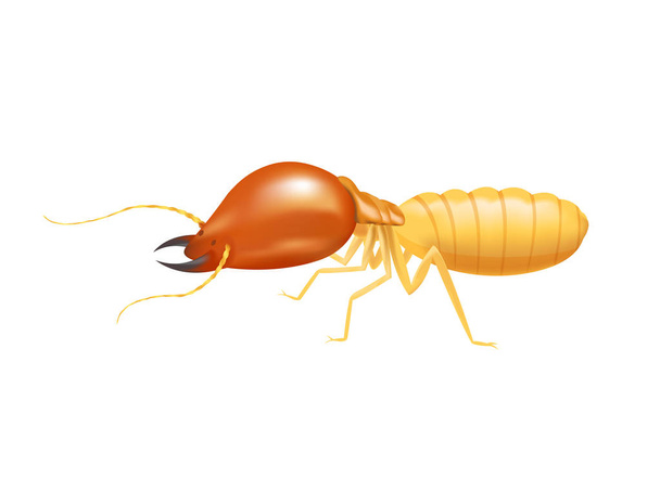 Termit izolovaný na bílém pozadí, hmyzí druh Termit mravenec jedl dřevo rozklad a poškozené dřevěné kousnutí, kreslený Klipart s termity, druh Termit nebo bílé mravence - Vektor, obrázek