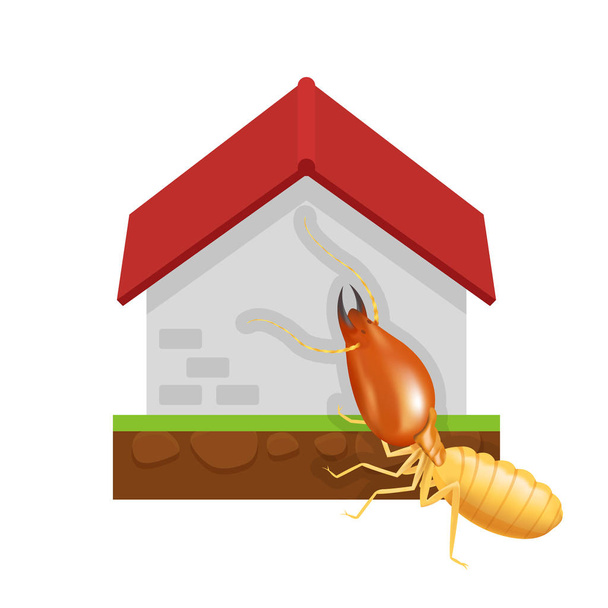 termite et maison de ciment isolé sur fond blanc, espèces d'insectes icône termite fourmi mangé maison de ciment pourriture, symbole endommagé maison de ciment forme termite mangé, dessin animé termite clip art et maison
 - Vecteur, image