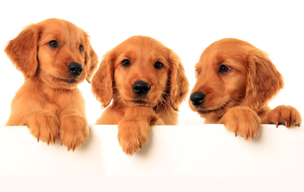 χρυσόs retriever puppies - Φωτογραφία, εικόνα