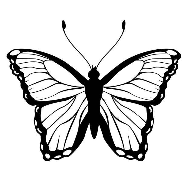 butterfly - Vector, afbeelding