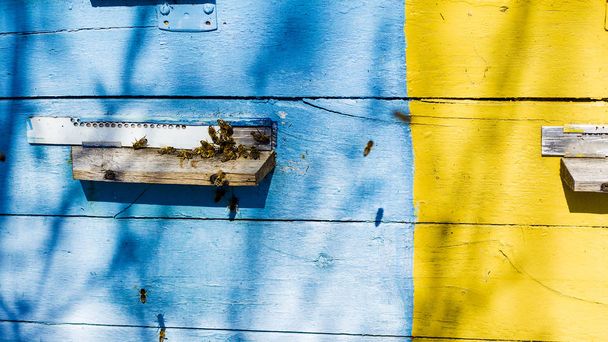 colmena de abejas con un útero, un enjambre de abejas domésticas para obtener miel de panales
 - Foto, Imagen