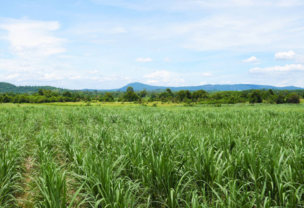 Sugarcane field with blue sky background. Travel in Thailand. - Zdjęcie, obraz