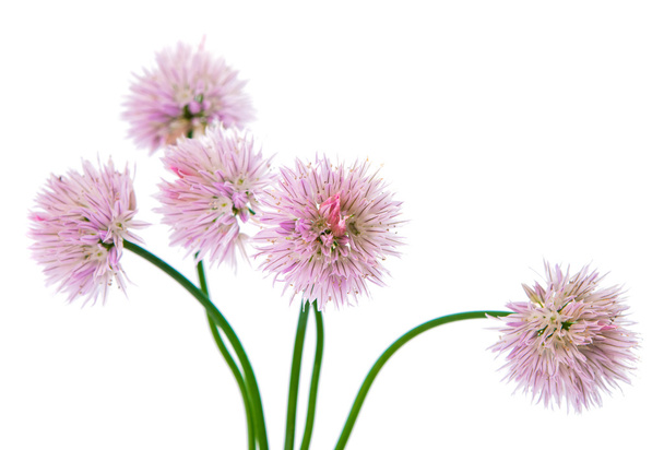 Chives with flowers isolated - 写真・画像