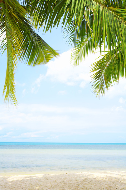 Вид на красивий тропічний пляж з деякими долонями навколо
 - Фото, зображення