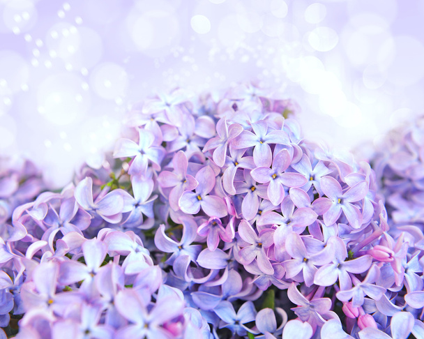 ein zarter Hintergrund ist mit den frischen Blüten des Flieders - Foto, Bild