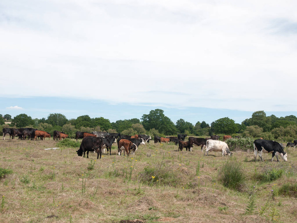 many coloured cows outside in a field on a sunny day grazing and relaxing - Foto, imagen