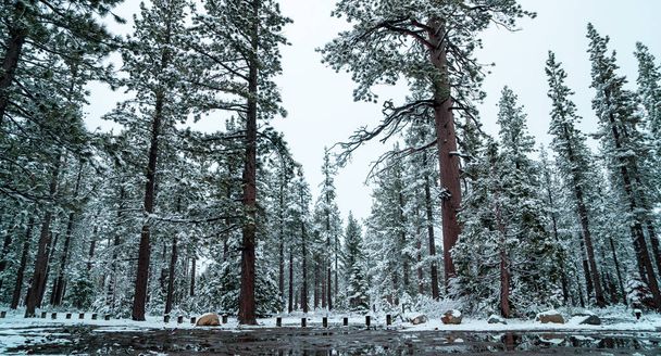 Snow covered trees in Tahoe - Photo, Image