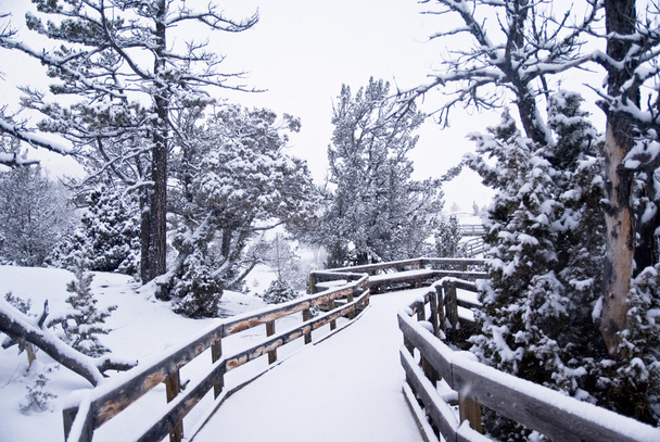 Morning Snow on Wooden Boardwalk 3 - Photo, Image