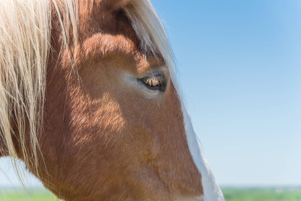 オランダドラフト馬クローズアップの美しい目 - 写真・画像