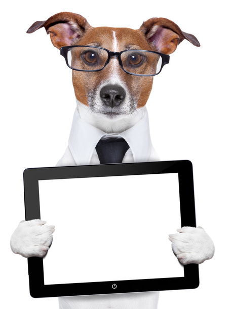 business dog - Photo, Image