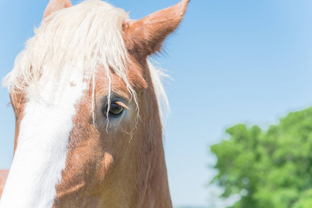 Bel oeil de Holland Draft Horse close-up
 - Photo, image