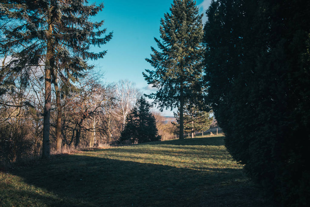 Çam ağaçları, kırsal manzara ile çim sahne - Fotoğraf, Görsel