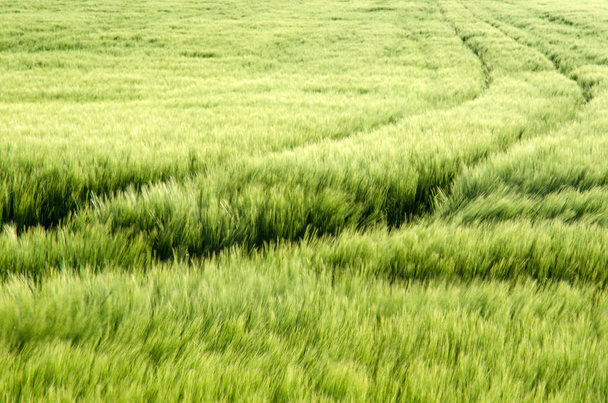 Tracks in a soft corn field. - Фото, изображение