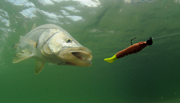 snook peces persiguiendo señuelo
 - Foto, imagen