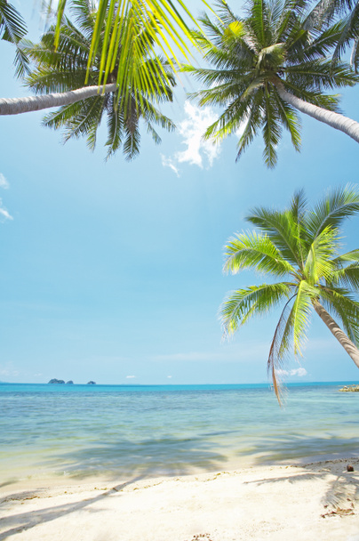 Veduta della bella spiaggia tropicale con alcune palme intorno
 - Foto, immagini