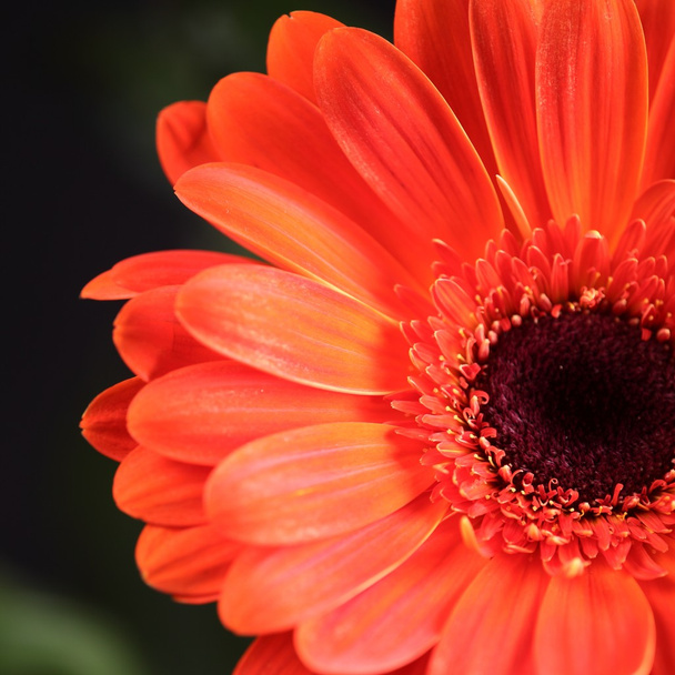 Close-up of orange gerber - Фото, зображення