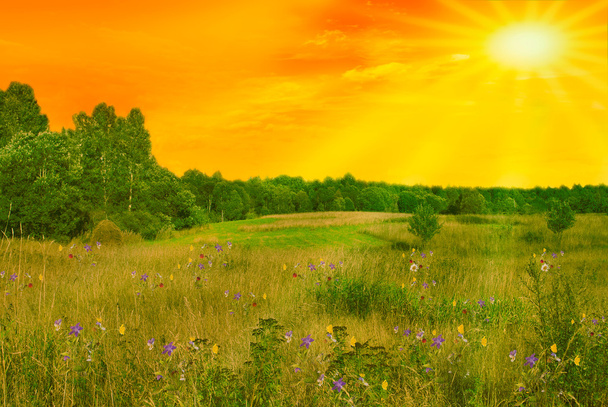 Campo verde rural con flores al sol
 - Foto, imagen