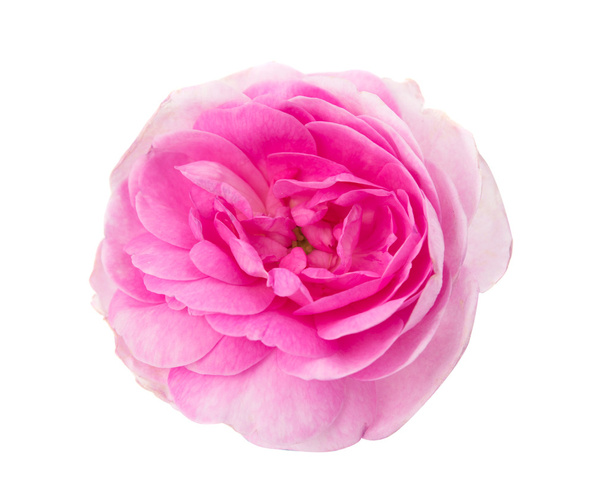 růžový čaj růže - Fotografie, Obrázek