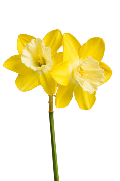 δύο κίτρινο daffodils ενάντια στο λευκό - Φωτογραφία, εικόνα