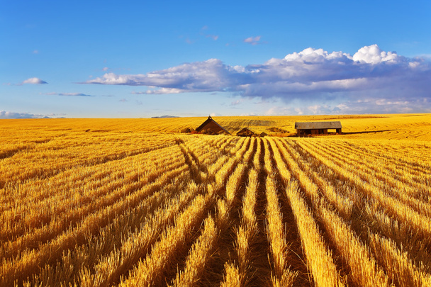 The midday on fields of Montana - Foto, Bild