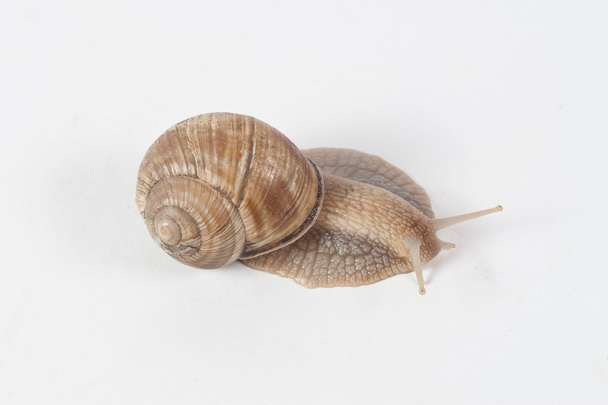 Garden Snail - Photo, Image