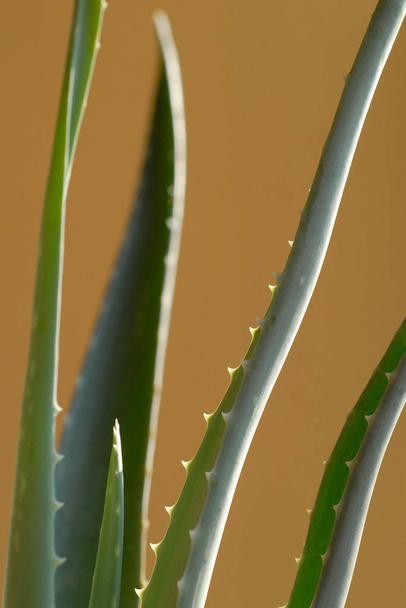 aloe vera plant, closeup view - Fotografie, Obrázek