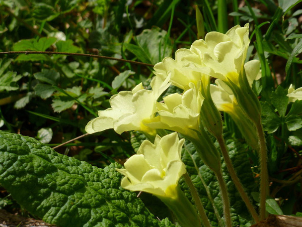 Side view of sunlit yellow primrose flowers (primula vulgaris) - Foto, Imagem