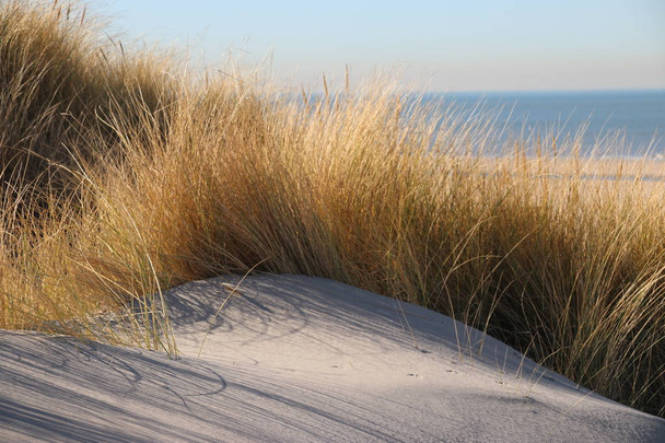 Marram трава в сонячному світлі дюни монстра уздовж узбережжя Північного моря в Нідерландах - Фото, зображення