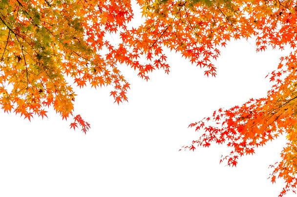 Beautiful red and green maple leaf on tree in autumn season - Photo, Image