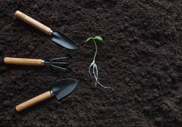 Sprout with roots and garden tools laid out on a soil background - Φωτογραφία, εικόνα