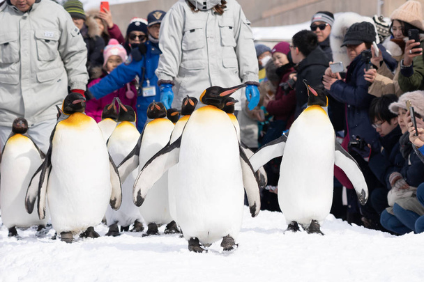 Arashiyama Hokkaido, Japonia - 13 lutego 2019 grupy Pingwin show w Asahiyama zoo śnieg sezon zimowy - Zdjęcie, obraz
