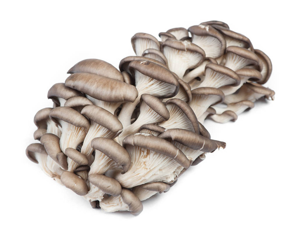 Stos świeżych surowych grzybów ostryg - Zdjęcie, obraz