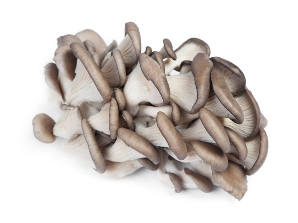 Mucchio di funghi freschi crudi di ostrica
 - Foto, immagini