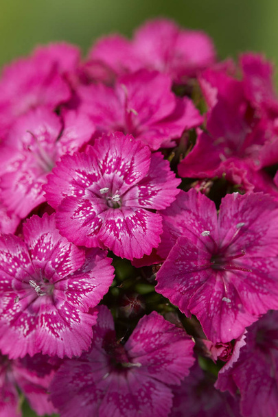 closeup of pink flowers - Photo, image