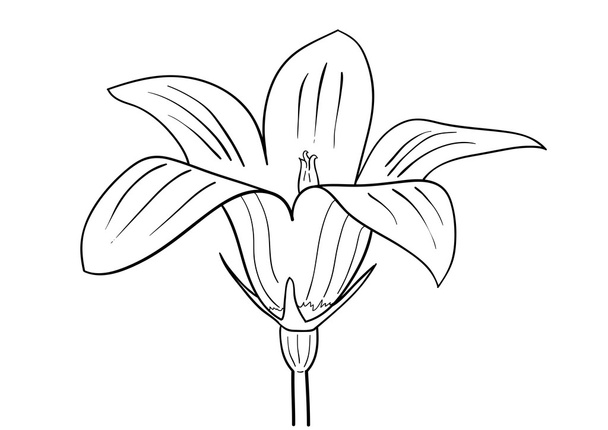 Flower - Vektor, Bild