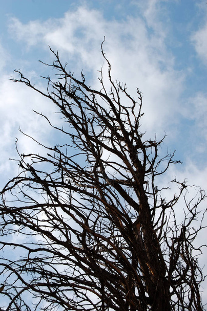 Leafless tree branches against a cloudy sky. - Photo, Image