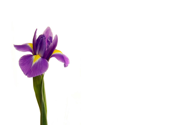 Iris flower on a white isolated background. Garden flowers. - Fotoğraf, Görsel
