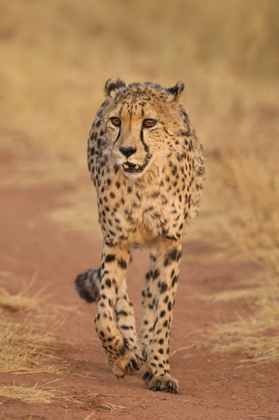 Gepard-Acinonyx jubatus, nádherné masožravce z afrických keřů a savannas, Namibie. - Fotografie, Obrázek