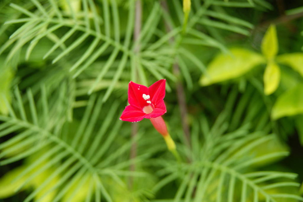 Close up of beautiful Flowers - Zdjęcie, obraz