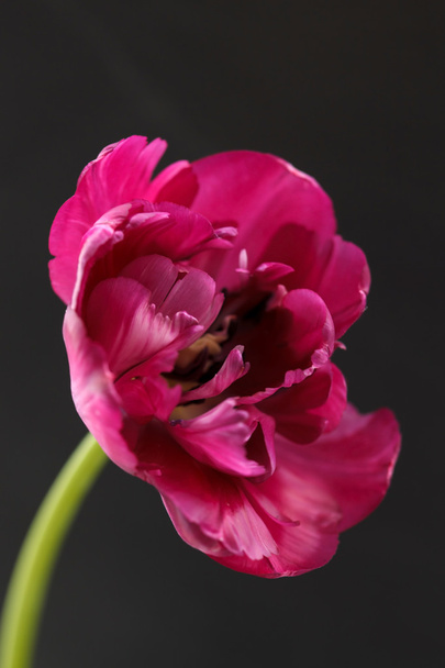 Nice tulip - Фото, изображение