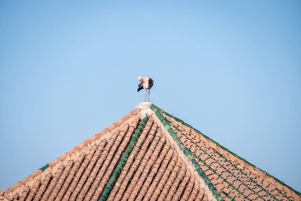 Una cigüeña está en la parte superior de un techo de azulejos
. - Foto, Imagen
