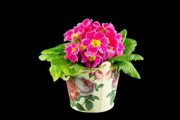 Vase of colored primroses and blossomed of various color  - Photo, Image