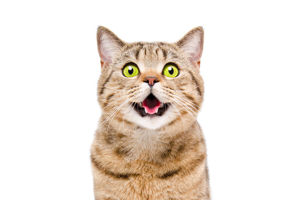 Portrait of a beautiful cat Scottish Straight, closeup, isolated on white background - 写真・画像
