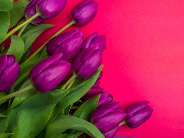 Tulipani viola su sfondo rosa. Idea primaverile. Vista dall'alto, disposizione piatta, spazio di copia
 - Foto, immagini