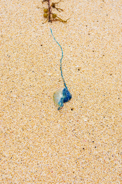 Блакитна медуза застрягла на пляжі серед водоростей
 - Фото, зображення