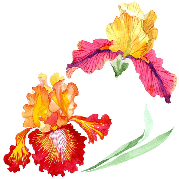 Kırmızı Bold karşılaşma iris çiçek botanik çiçekler. Suluboya arka plan seti. İzole iris illüstrasyon elemanı. - Fotoğraf, Görsel