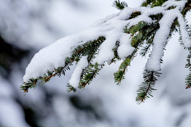 Snow Covered Evergreen Tree Branch en Snow Mountain en Snoqualme Pass Washington
. - Foto, imagen